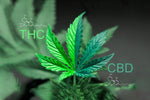 Compact flesje ZENCBD drankje met 70mg breed spectrum CBD voor een ontspannen ervaring bij Novus Fumus.