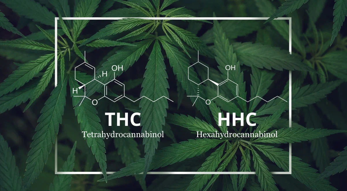 thc-vs-hhc