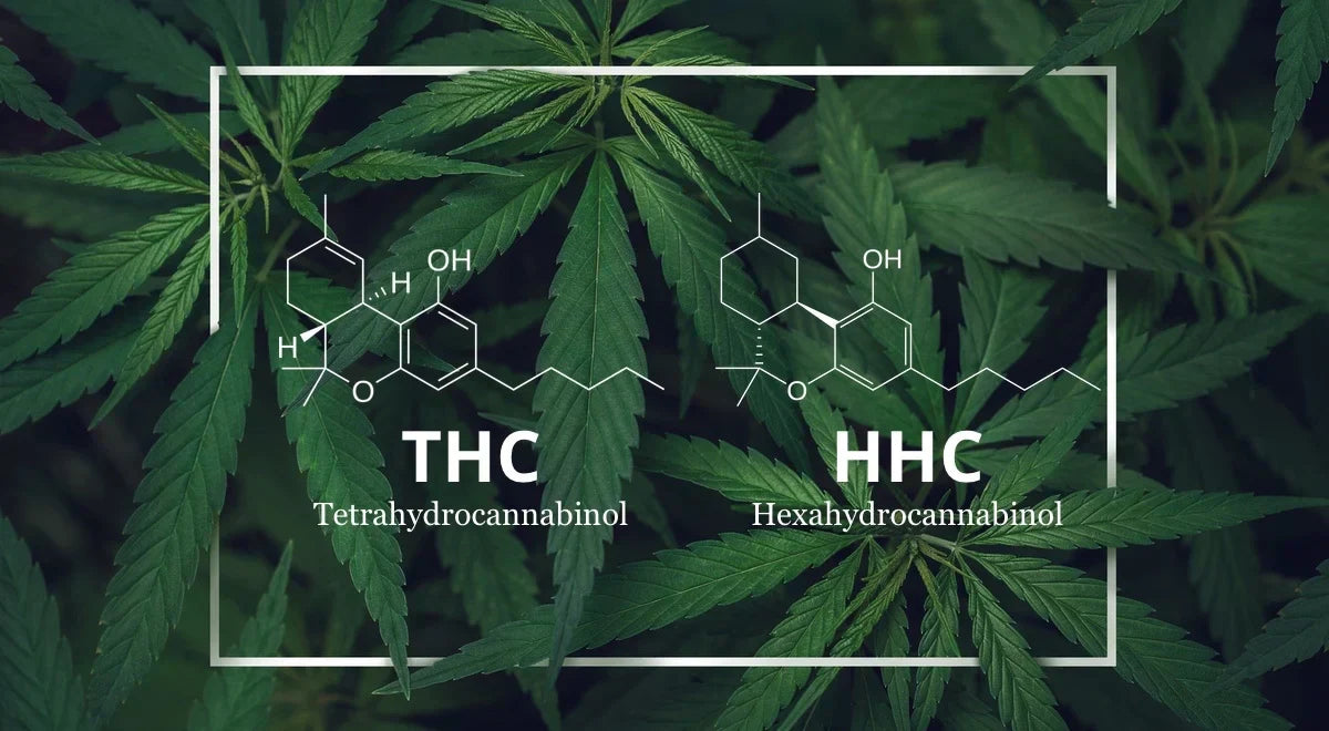 Verschillende cannabisproducten zoals THC gummies en CBD olie als legaal alternatief voor HHC bij Novus Fumus.