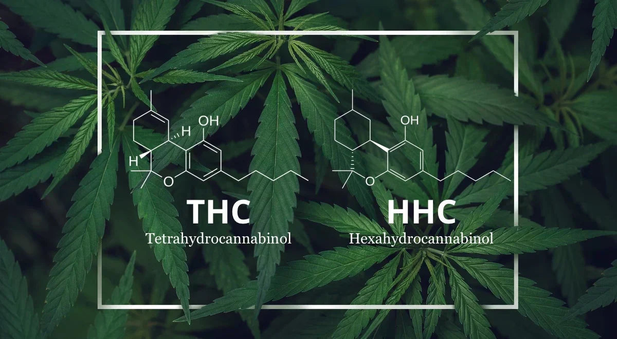 Verschillende cannabisproducten zoals THC gummies en CBD olie als legaal alternatief voor HHC bij Novus Fumus.