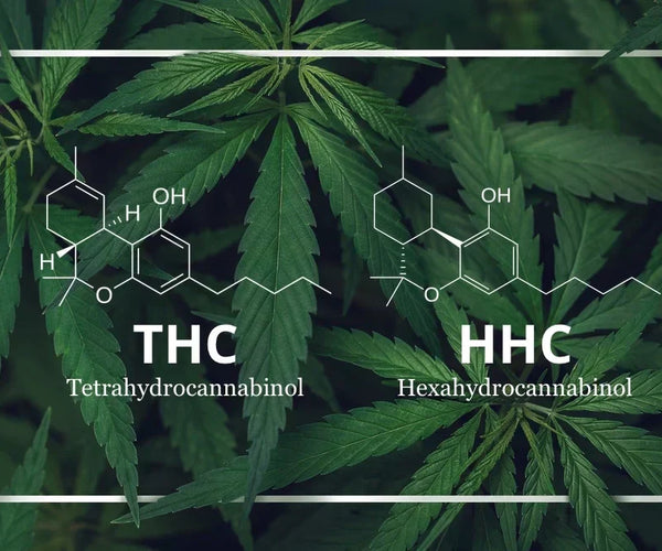 HHC vs THC: Key Differences, Effects & Best Legal Alternatives – Novus ...
