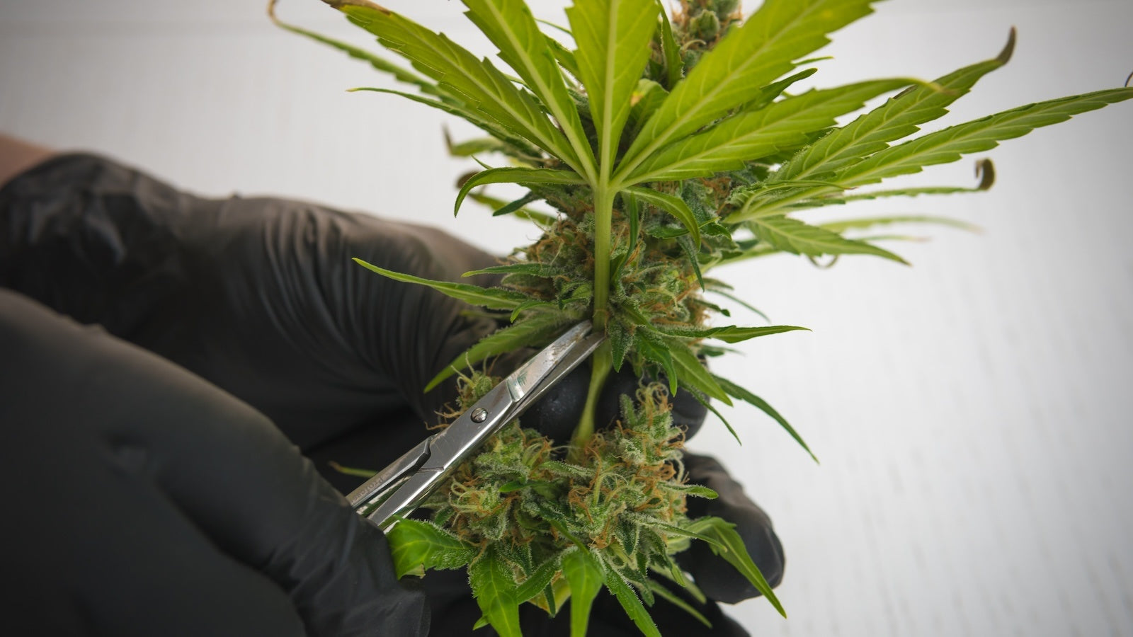 Glinsterende melkachtige en amberkleurige trichomen op een rijpe wietplant, klaar voor de perfecte cannabis oogst.