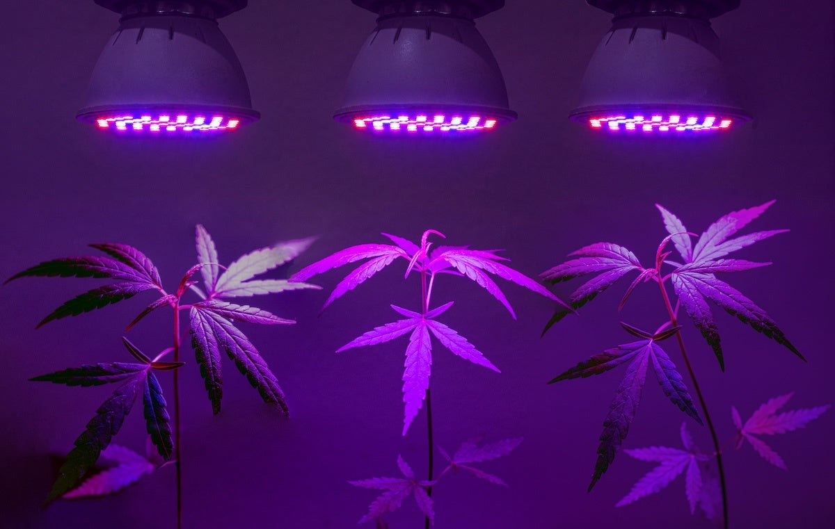 Een krachtige LED kweeklamp verlicht jonge wietplanten in een professionele kweekruimte bij Novus Fumus.