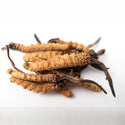 Cordyceps