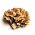Maitake
