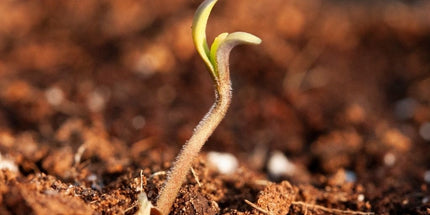 cannabis-seedling-thriving-in-clean-soil