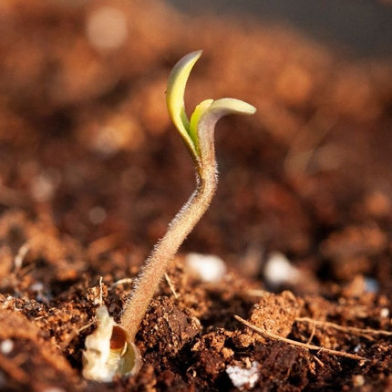 cannabis-seedling-thriving-in-clean-soil