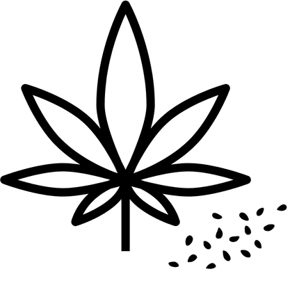 Cannabis Seeds_20240719_112607_0031