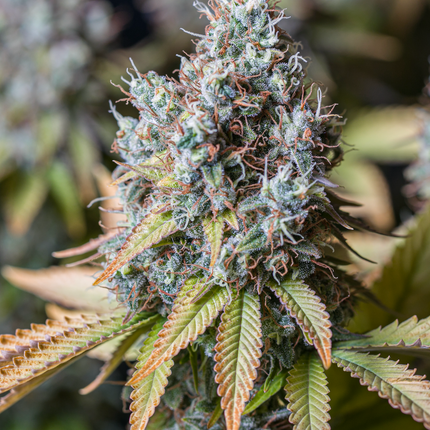 BCN Critical XXL - 3 Samen (Seedstockers)