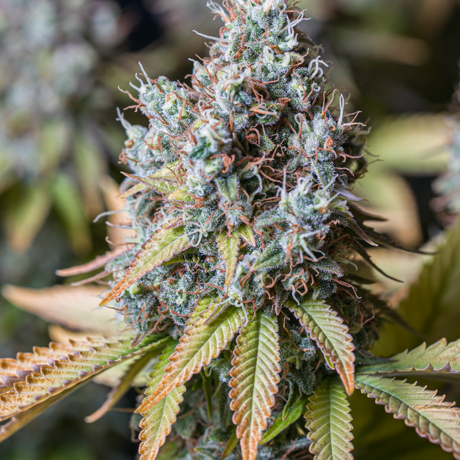 BCN Critical XXL - 3 Seeds (Seedstockers)