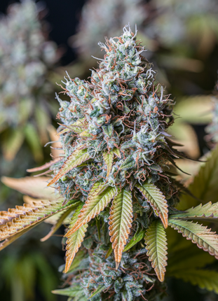 BCN Critical XXL - 3 Samen (Seedstockers)