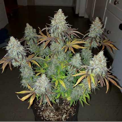 BCN Critical XXL - 3 Samen (Seedstockers)