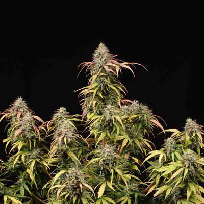 AK420 Auto - 3 Zaden (Seedstockers)