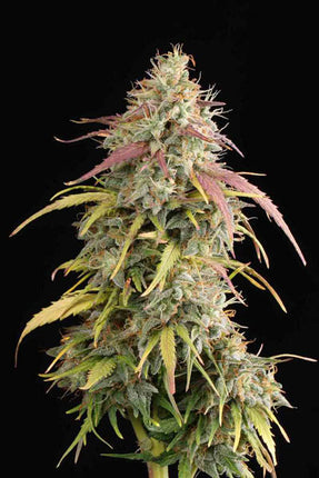 AK420 Auto - 3 Zaden (Seedstockers)