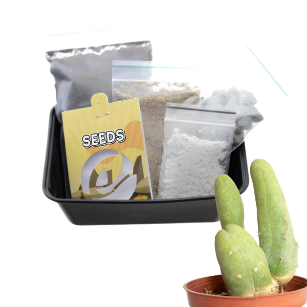 Bridgesii - Kit de Culture de Cactus