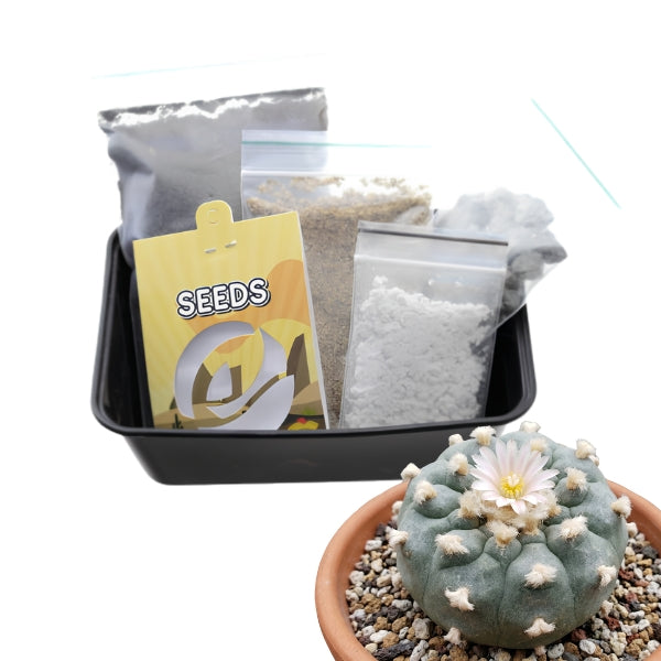Decipiens - Kit de Culture de Cactus