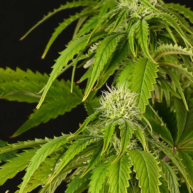 GG4 - 3 Seeds (Seedstockers)