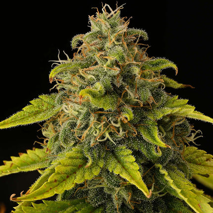 GG4 - 3 Seeds (Seedstockers)