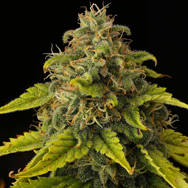 GG4 - 3 Seeds (Seedstockers)