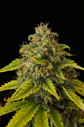 GG4 - 3 Seeds (Seedstockers)