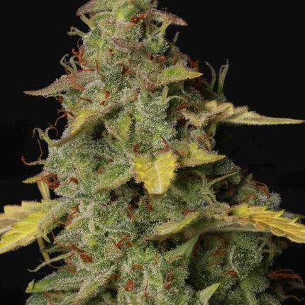 Girl Scout Cookies Auto - 3 Samen (Seedstockers)