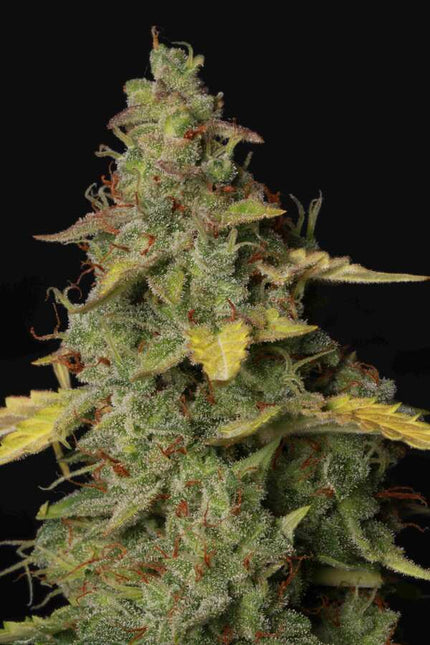 Girl Scout Cookies Auto - 3 Seeds (Seedstockers)