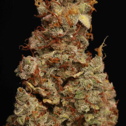 Girl Scout Cookies Auto - 3 Samen (Seedstockers)