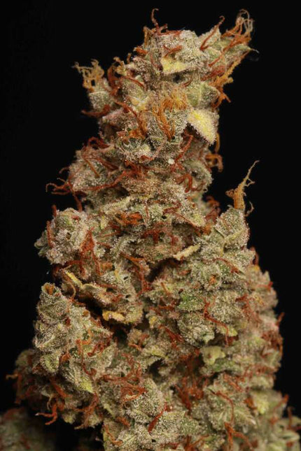 Girl Scout Cookies Auto - 3 Seeds (Seedstockers)
