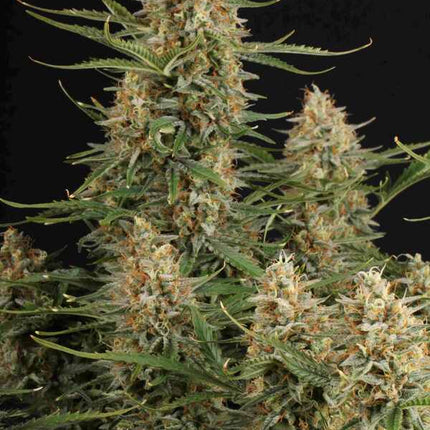 BCN Critical XXL Auto - 3 Samen (Seedstockers)