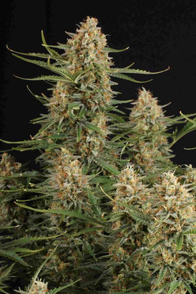 BCN Critical XXL Auto - 3 Samen (Seedstockers)