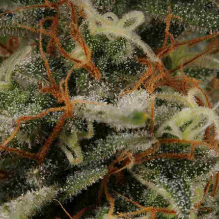BCN Critical XXL Auto - 3 Samen (Seedstockers)