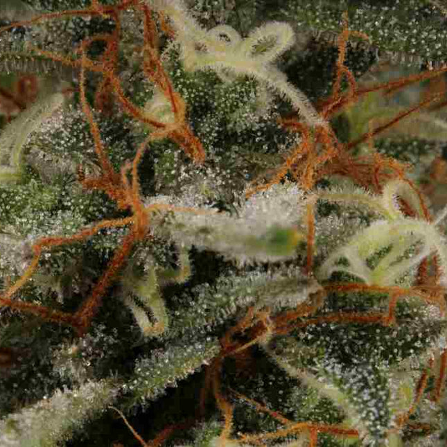 BCN Critical XXL Auto - 3 Seeds (Seedstockers)