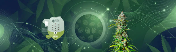 <h2><strong>Cannabis<br/></strong><span style="text-decoration:underline"><strong>Seedfinder</strong></span></h2>