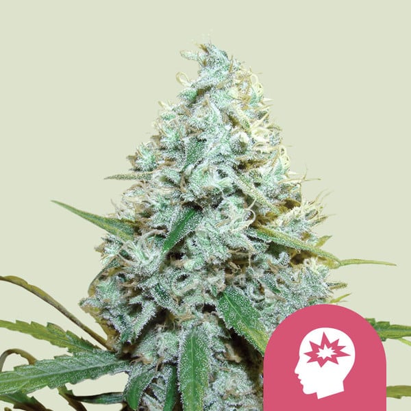 AMG (Royal Queen Seeds)