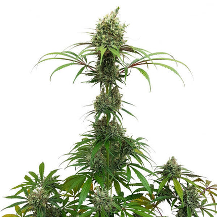 AMG (Royal Queen Seeds)