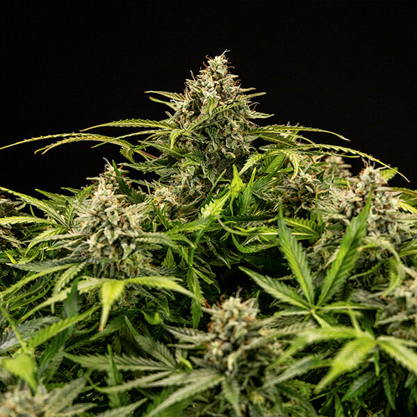 Apollo F1 (Royal Queen Seeds)