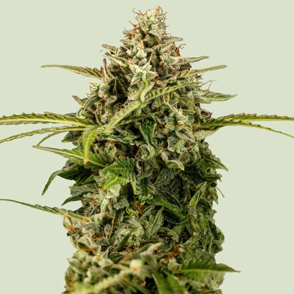 Apollo F1 (Royal Queen Seeds)
