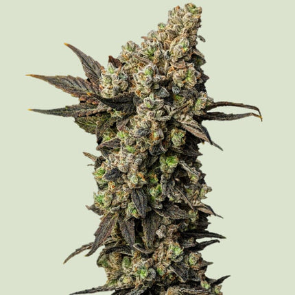 Astro Lemonade F1 (Royal Queen Seeds)