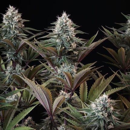 Astro Lemonade F1 (Royal Queen Seeds)