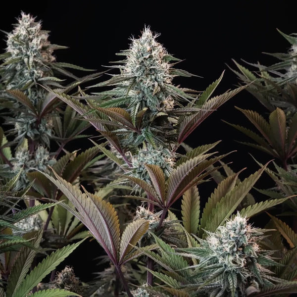 Astro Lemonade F1 (Royal Queen Seeds)