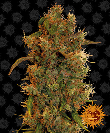 Barney's Farm 8 Ball Kush (5 Zaden)