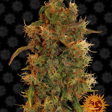Barney's Farm 8 Ball Kush (5 Zaden) (Barney's Farm)