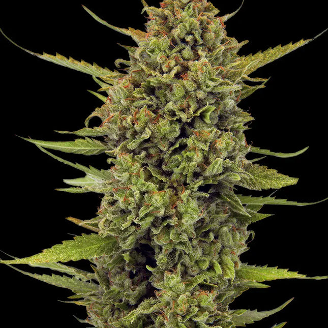 Barney's Farm Acapulco Gold (Barney's Farm)