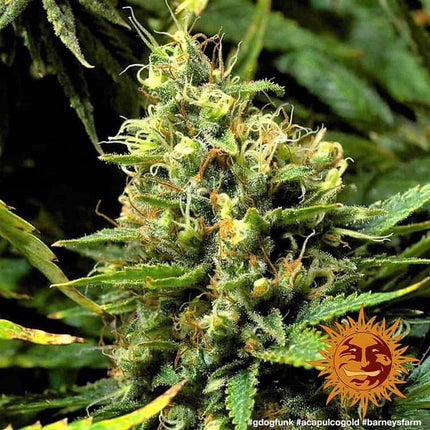 Barney's Farm Acapulco Gold (Barney's Farm)