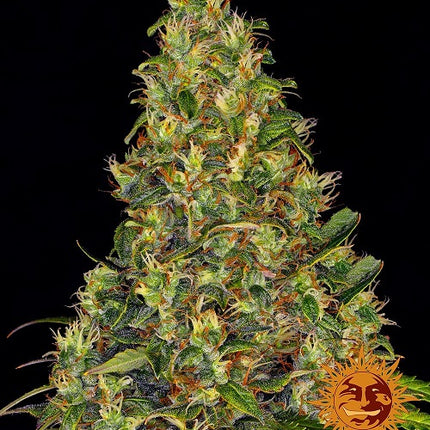 Barney's Farm Amnesia Haze Auto (Barney's Farm)