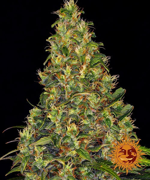 Barney's Farm Amnesia Haze Auto (Barney's Farm)