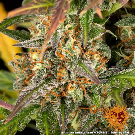 Barney's Farm Amnesia Haze Auto (Barney's Farm)