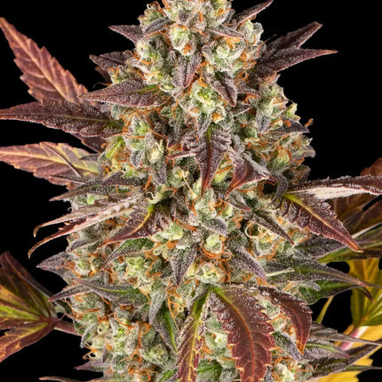 Barney's Farm Amnesia Haze Auto (Barney's Farm)