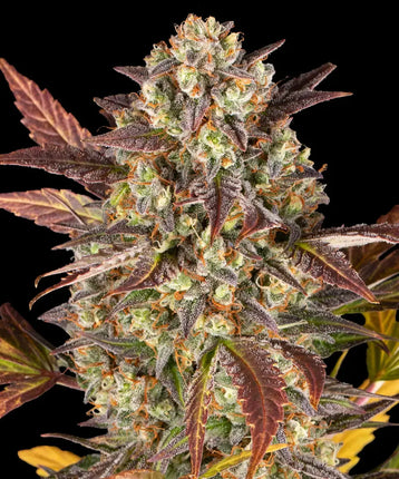 Barney's Farm Amnesia Haze Auto (Barney's Farm)