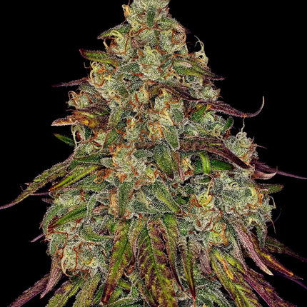 Barney's Farm Amnesia Lemon (Barney's Farm)
